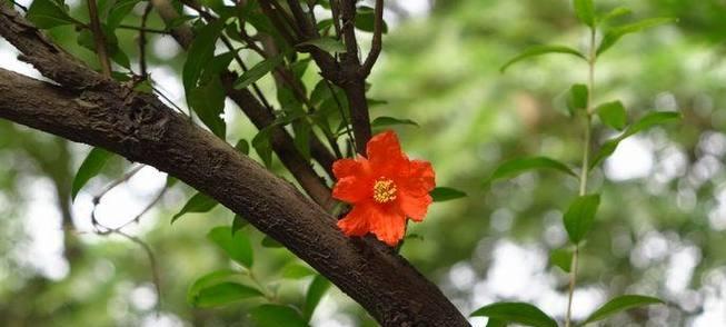 石榴树花语代表什么含义？