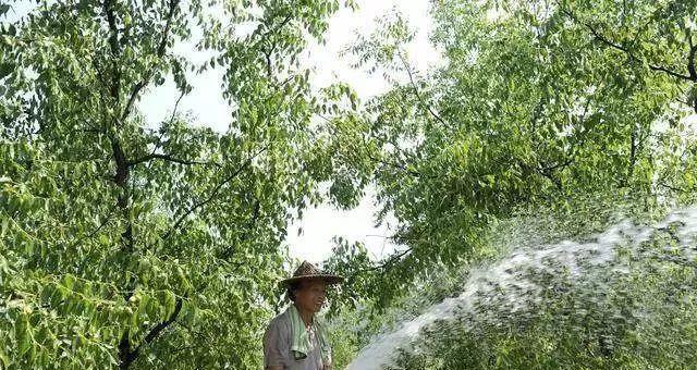 仙人球糖果树的养护和浇水技巧有哪些？