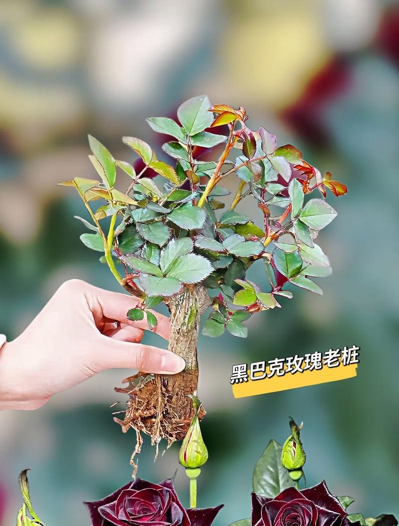 乌玫瑰在花语中代表什么？