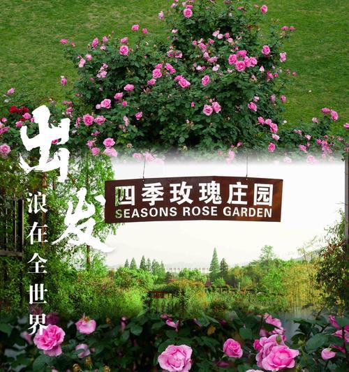 庄园爱心种植玫瑰花的养护方法是什么？