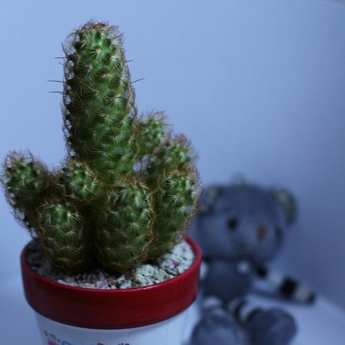 小仙人掌盆栽蓝色的养护方法是什么？如何保持其颜色？