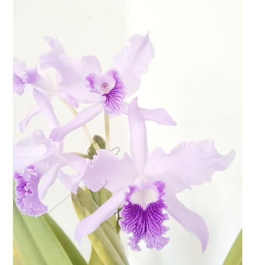 卡罗兰的花语是什么？卡罗兰代表什么？