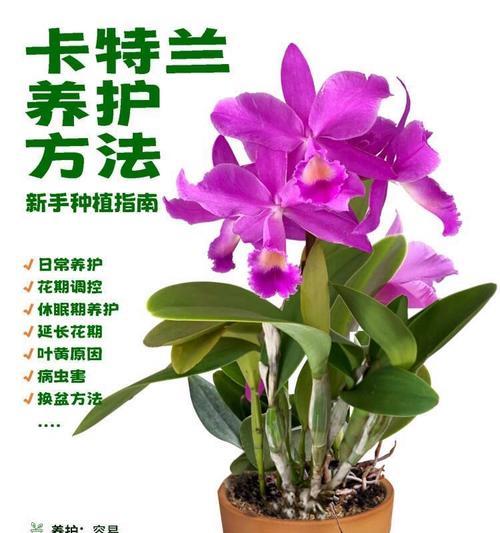 卡罗兰的花语是什么？卡罗兰代表什么？