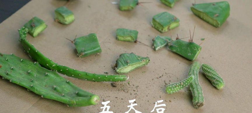 仙人掌扦插的最佳时间是什么时候？如何操作？