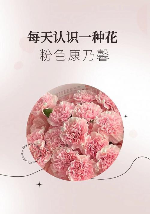 康乃馨作为顾客礼物有何深意？
