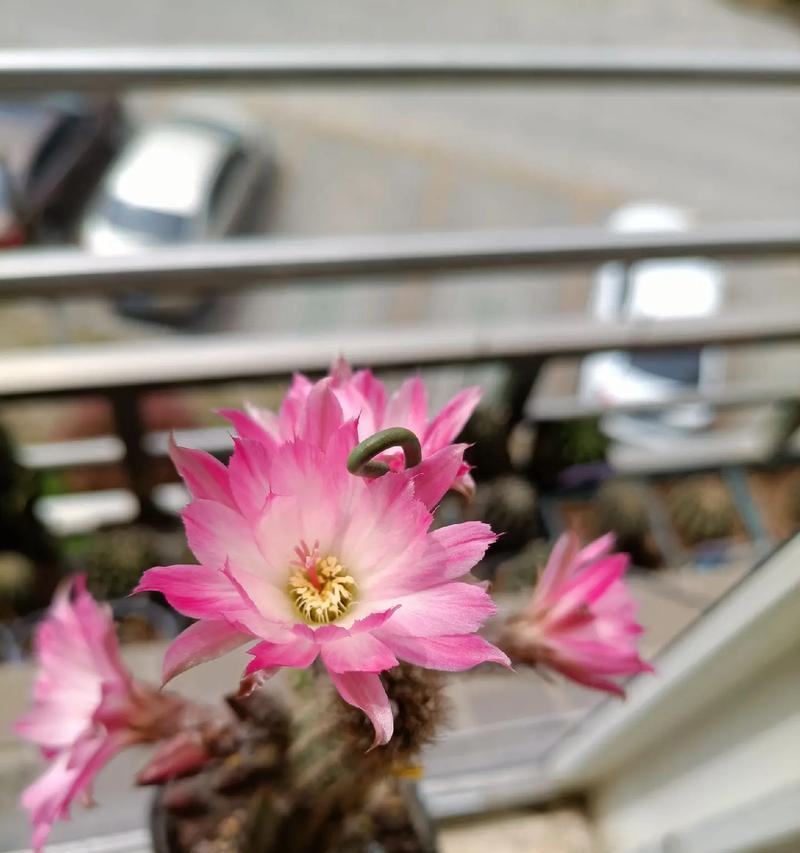 白檀花语的寓意是什么？白檀花的含义是什么？