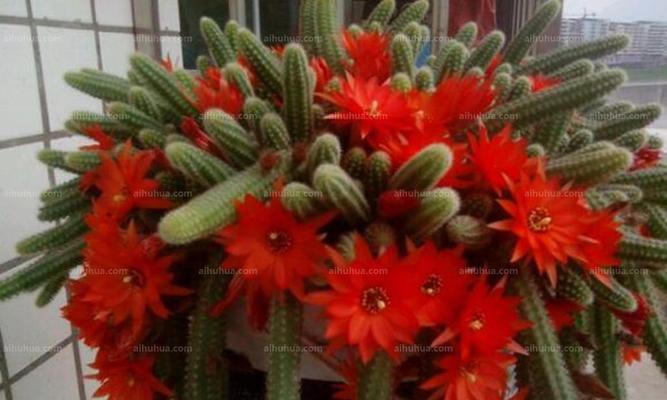 白檀花语的寓意是什么？白檀花的含义是什么？