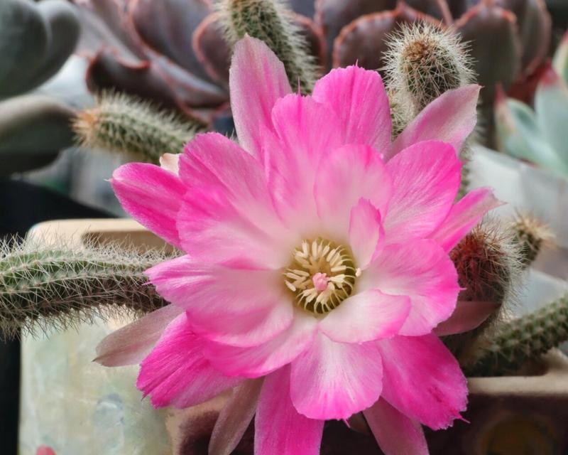 白檀花语的寓意是什么？白檀花的含义是什么？