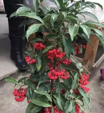 超大雪玫瑰花的养护要点是什么？