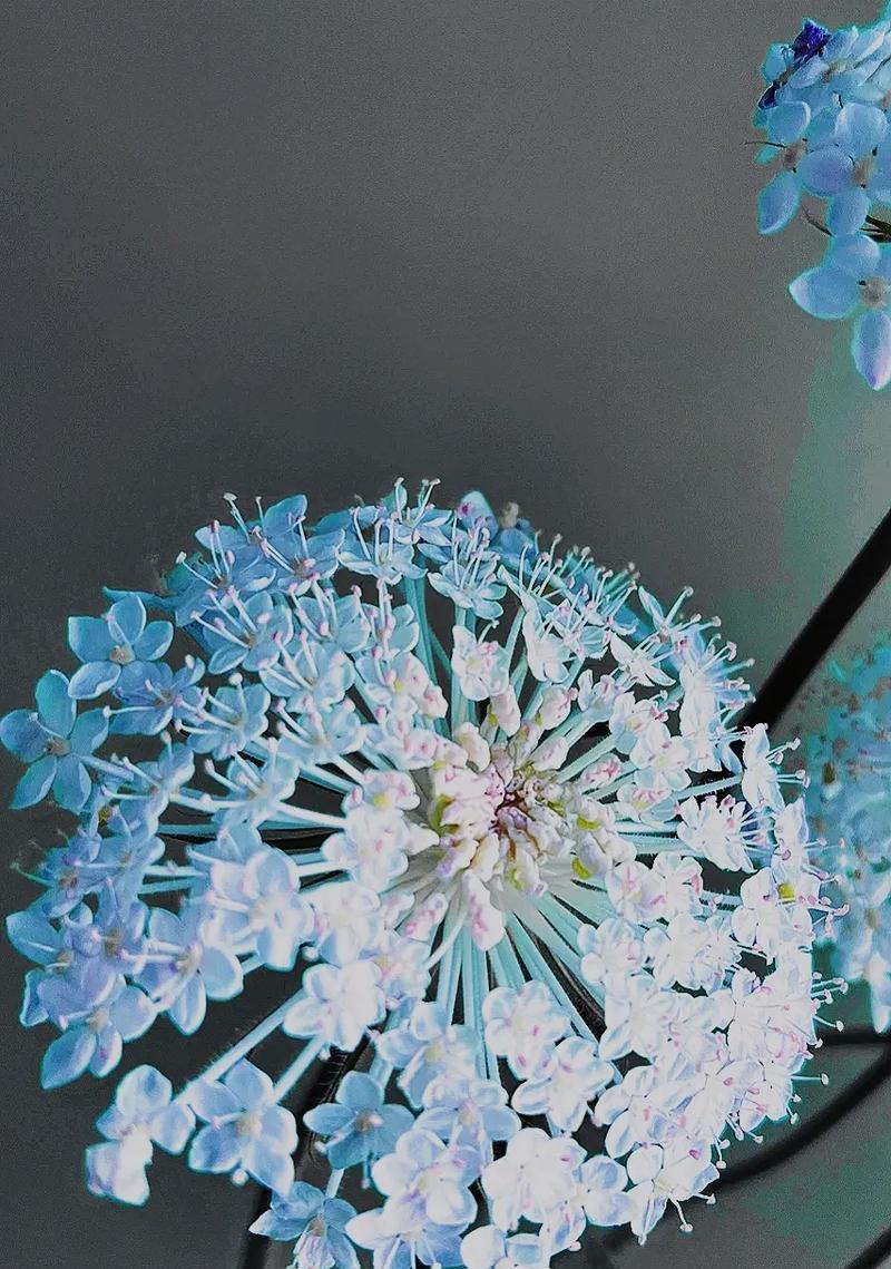 蓝金玫瑰的花语寓意有何特别之处？