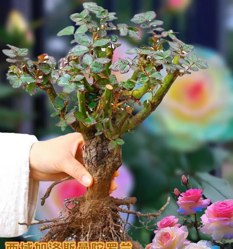 蓝金玫瑰的花语寓意有何特别之处？