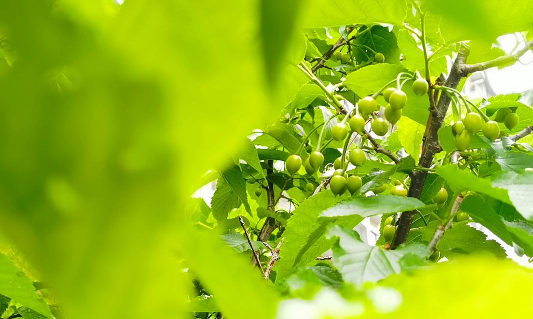 樱桃花的花语及其功效特点是什么？
