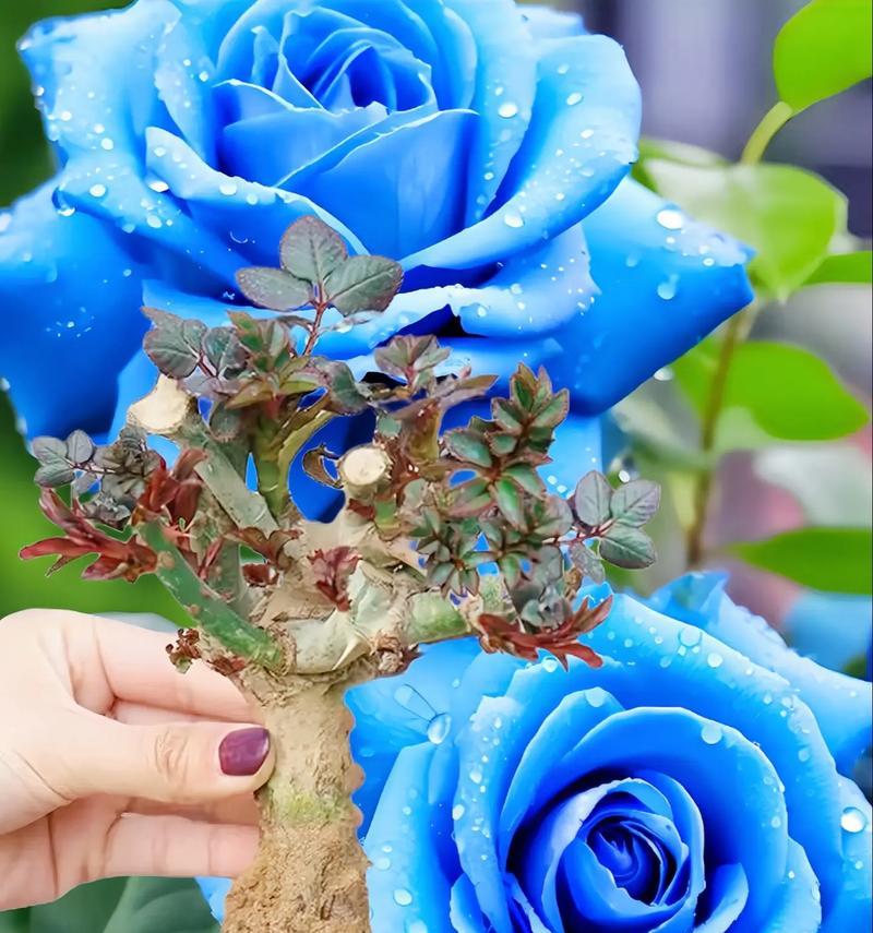 玫瑰花数量代表什么？每朵花的含义是什么？