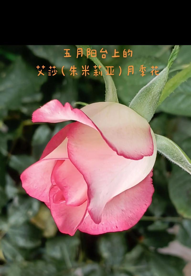 玫瑰花数量代表什么？每朵花的含义是什么？