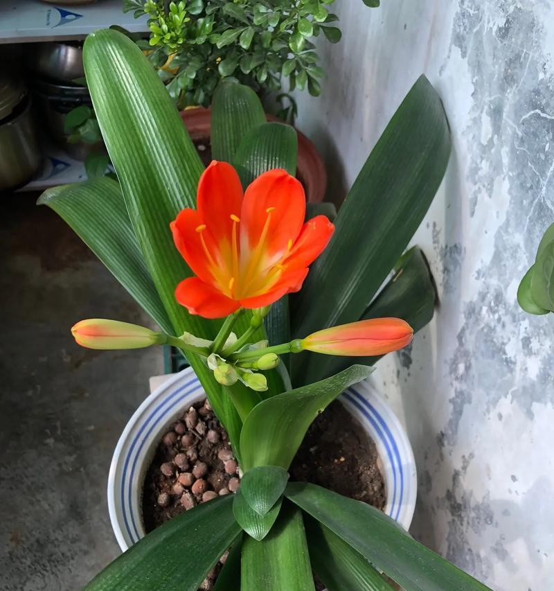君子兰开花的时间是什么时候？