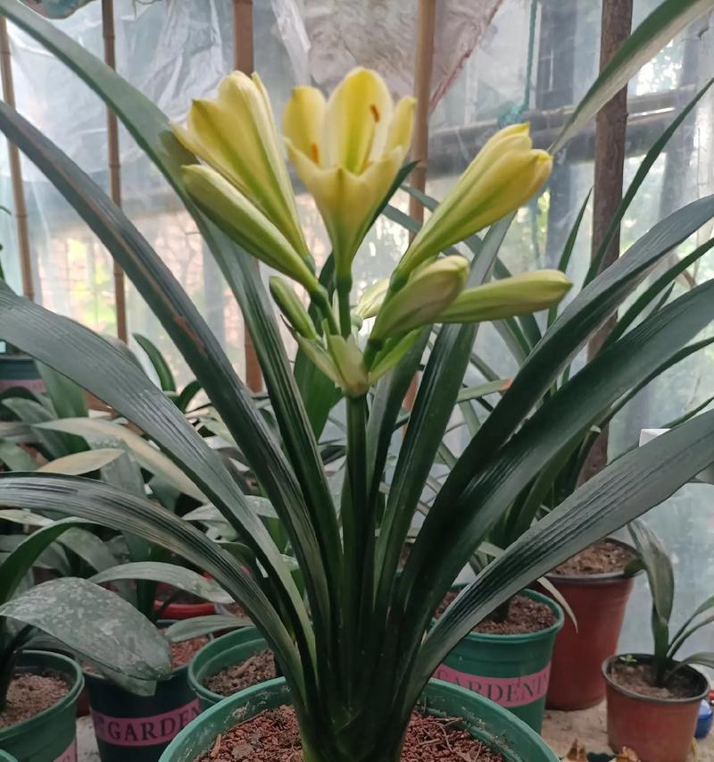 君子兰开花的时间是什么时候？