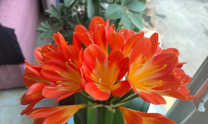 君子兰开花的时间是什么时候？