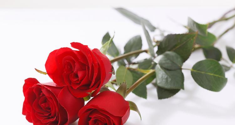 表达憨厚的花语是什么意思？