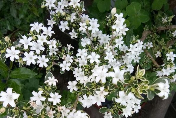 表达憨厚的花语是什么意思？