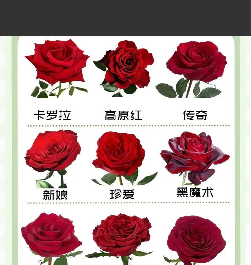见父母时哪种玫瑰花最合适？