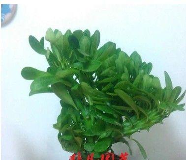 仙人掌富贵玉怎么种出来的？需要哪些步骤？