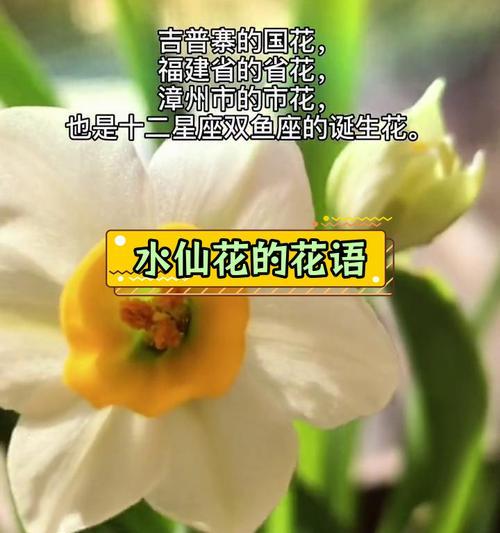 水仙花的花语在俄语中怎么说？
