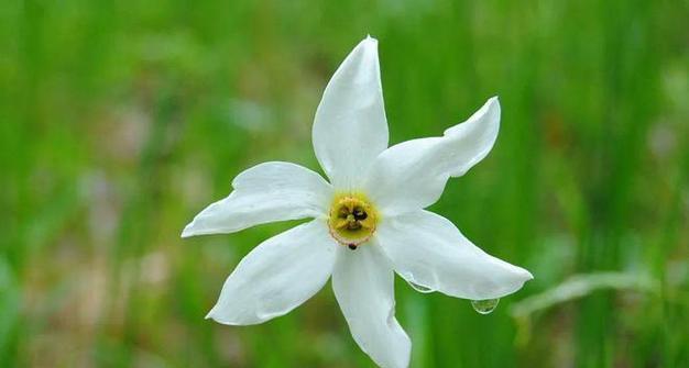 水仙花的花语在俄语中怎么说？