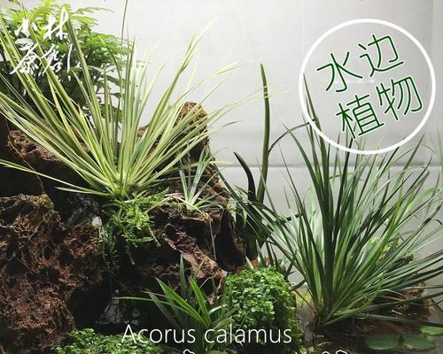 仙人掌水草是否耐阴？耐阴环境下的养护方法是什么？