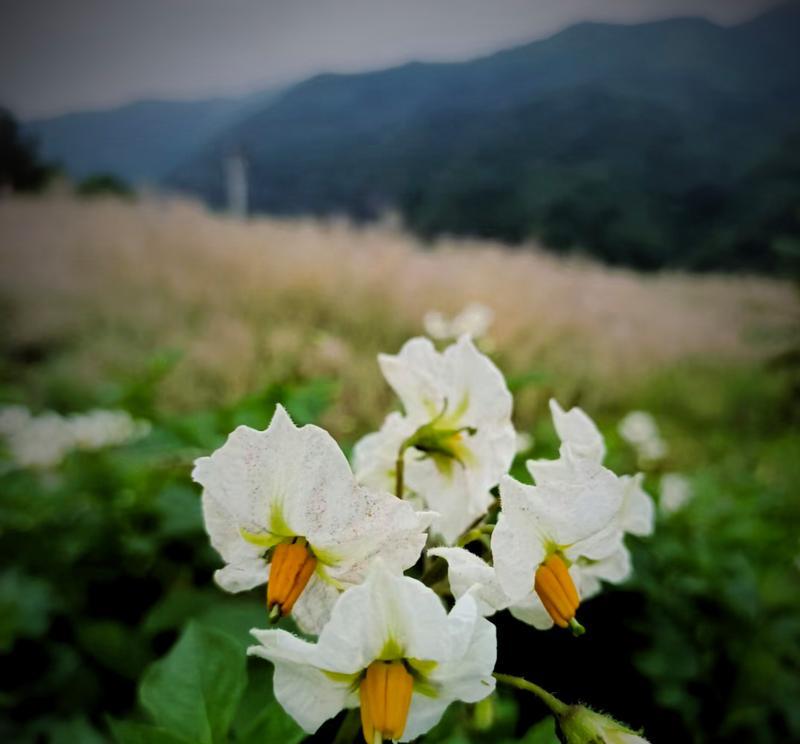 洋芋的花语梗是什么意思？