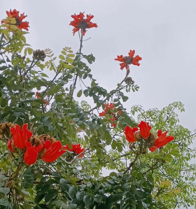 浴火玫瑰的花语是什么？它有何特殊含义？