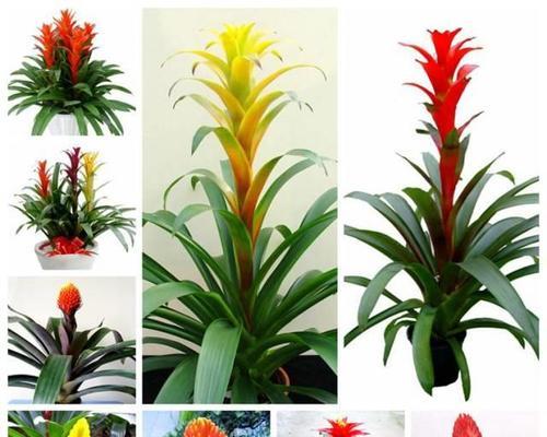 花语中送走福星的含义是什么？它象征着什么？