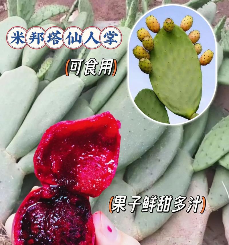 入口种仙人掌的种植方法是什么？