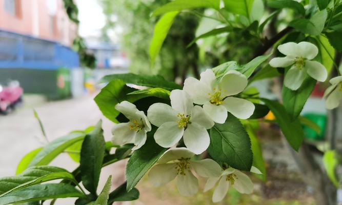 当我知道海棠花的花语是什么？它传递了哪些情感？