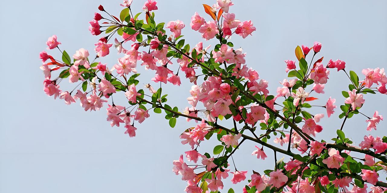 当我知道海棠花的花语是什么？它传递了哪些情感？
