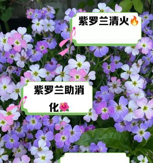 三支紫罗兰的花语代表什么？
