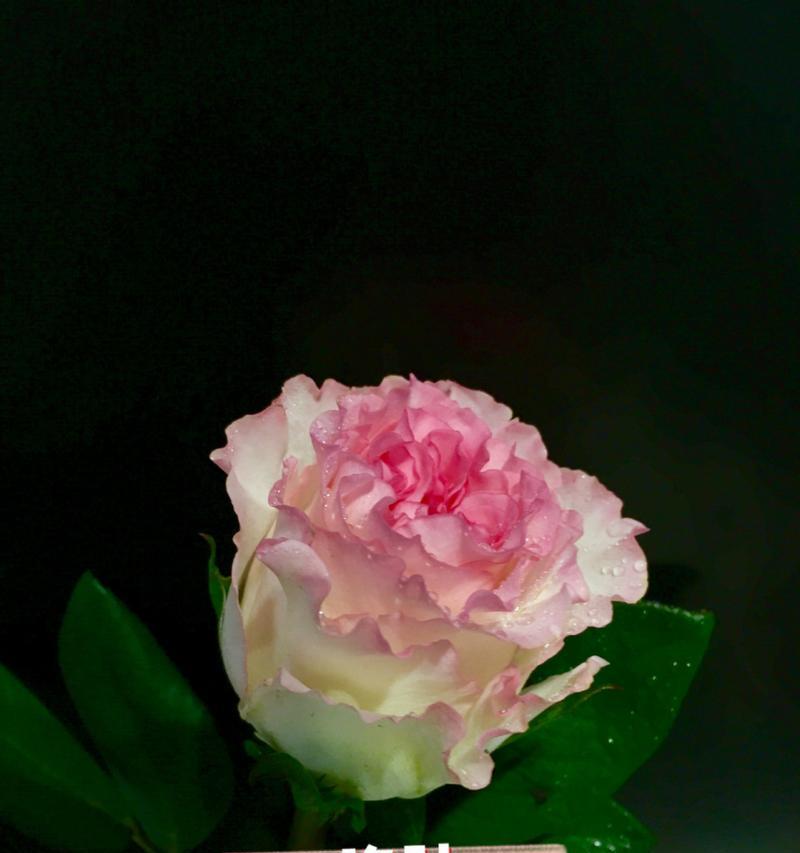 玫瑰与红茶搭配的花语是什么？它们共同表达什么？