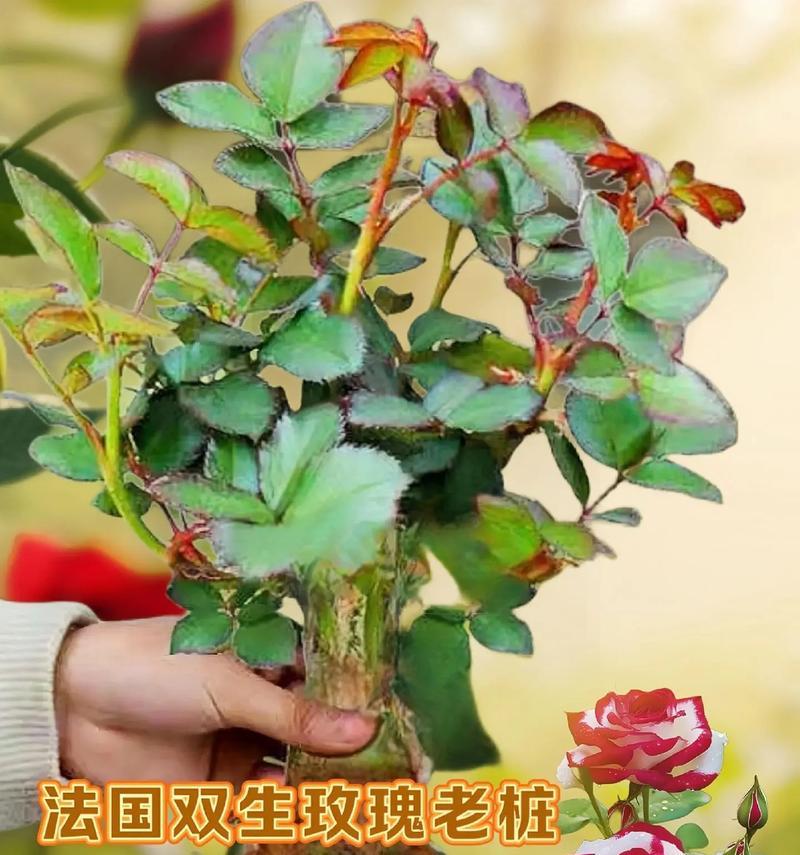玫瑰与红茶搭配的花语是什么？它们共同表达什么？