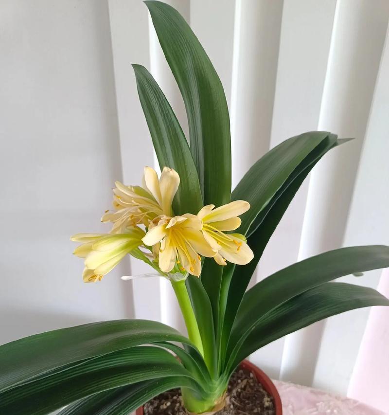 君子兰开花前有哪些特征？如何判断君子兰即将开花？