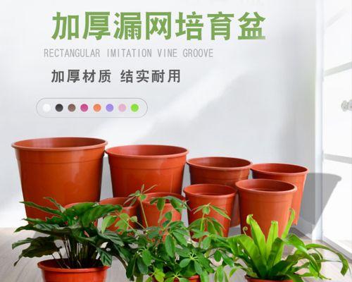 君子兰育苗盆种植的方法是什么？需要注意哪些事项？