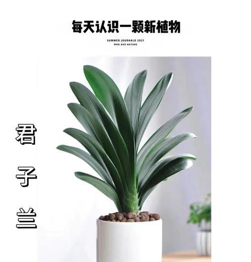 君子兰育苗盆种植的方法是什么？需要注意哪些事项？