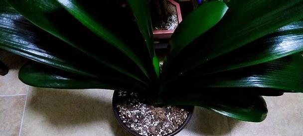 君子兰育苗盆种植的方法是什么？需要注意哪些事项？