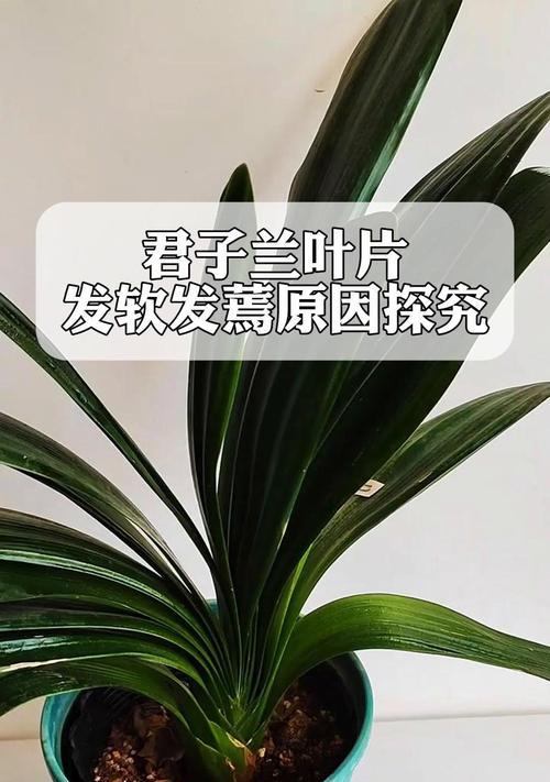 君子兰黄叶出现的原因是什么？