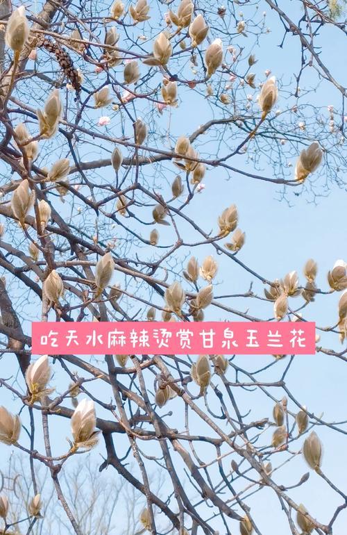 玉兰代表什么？它的花语有何深意？