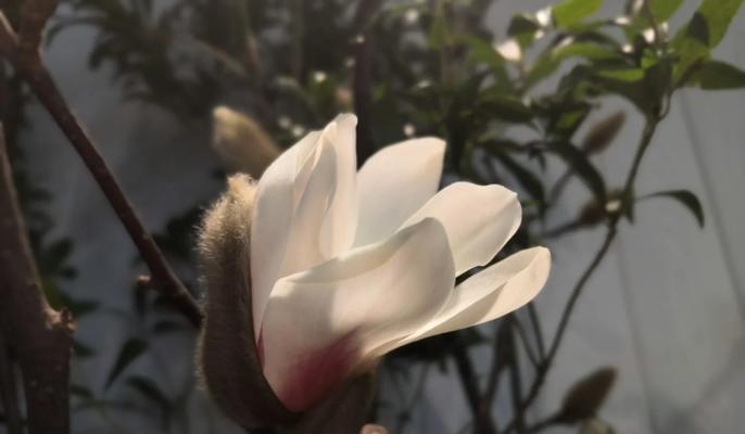 玉兰代表什么？它的花语有何深意？