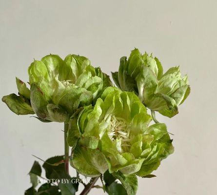 包菜玫瑰花的养殖技巧和注意事项是什么？