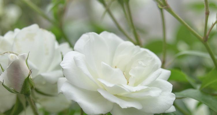 栀花的花语寓意是什么？栀花象征着什么？