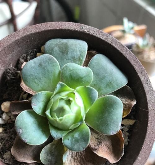 包菜玫瑰花的养殖技巧和注意事项是什么？