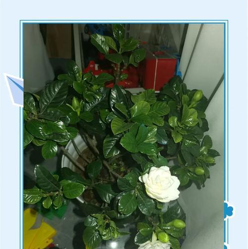 栀花的花语寓意是什么？栀花象征着什么？