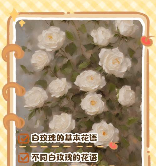 可以弹出的玫瑰花语是什么？弹出玫瑰有何特殊含义？