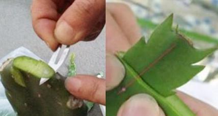 仙人掌枝条断裂后如何正确养护？
